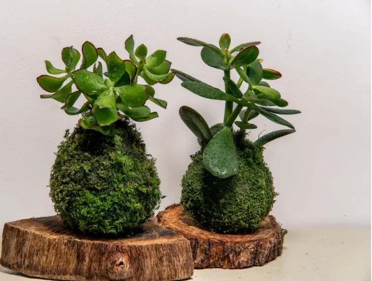 kokedama 2.webp