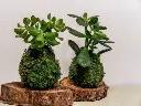 kokedama 2.webp