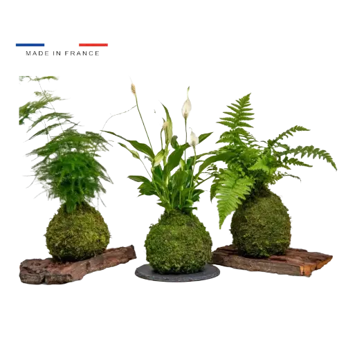 Kokedama