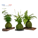 Kokedama